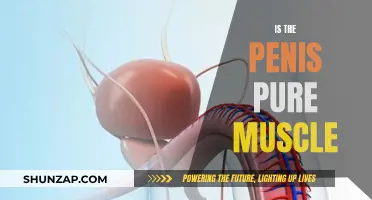 The Penis: Muscle or More?