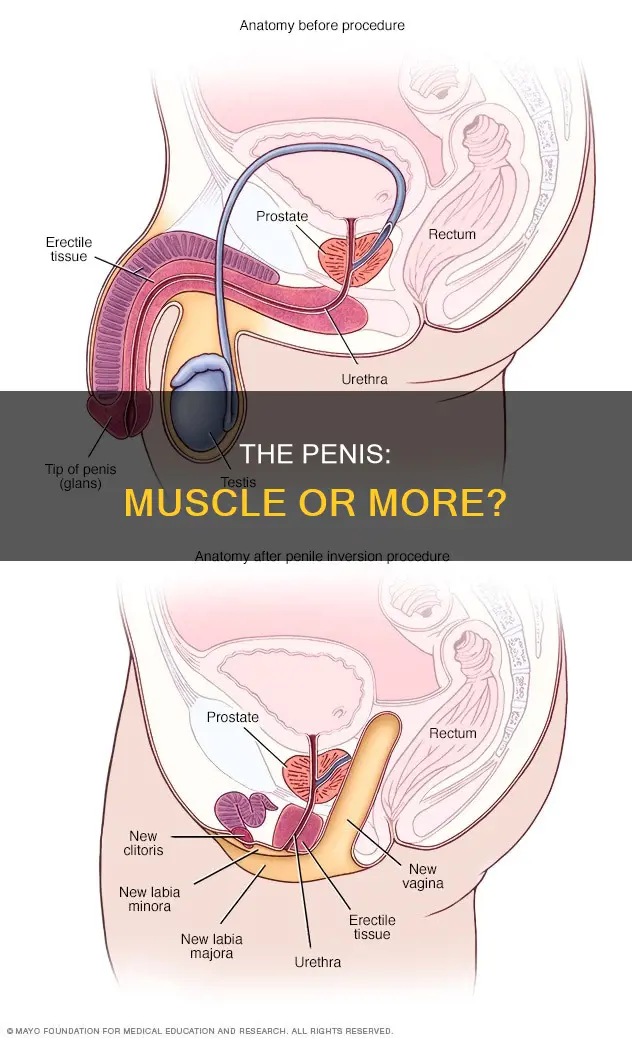 is the penis pure muscle