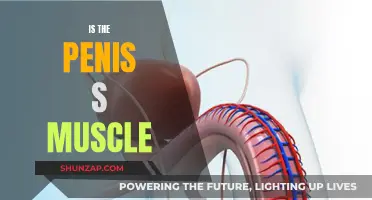 The Penis: Muscle or Not?