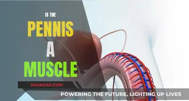 The Penis: Muscle or Not?