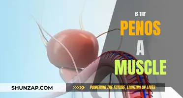 Understanding the Penis: Muscle or Not?