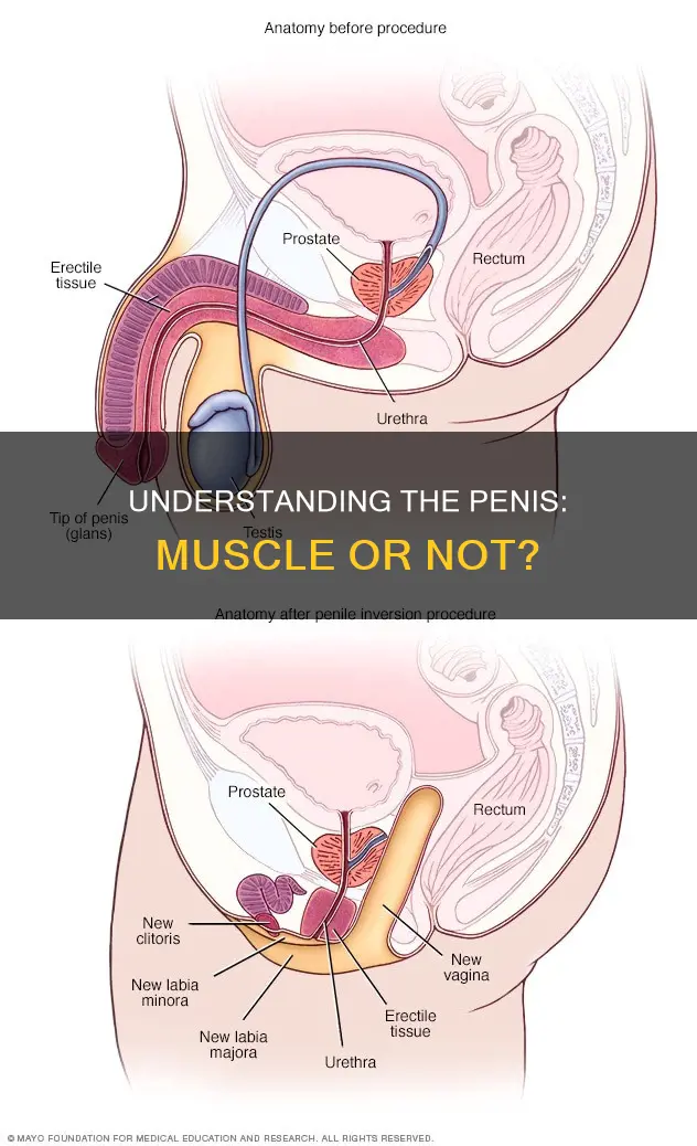 is the penos a muscle