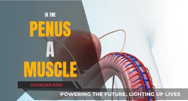 The Penis: Muscle or Not?