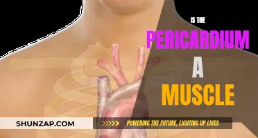 The Pericardium: Muscle or Membrane?