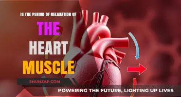 Understanding the Heart's Rest: The Crucial Relaxation Phase Explained