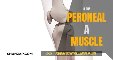 Peroneal Muscle: What You Need to Know About It