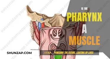 The Pharynx: A Muscle or More?