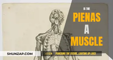 The Pienas: A Muscle or Not?
