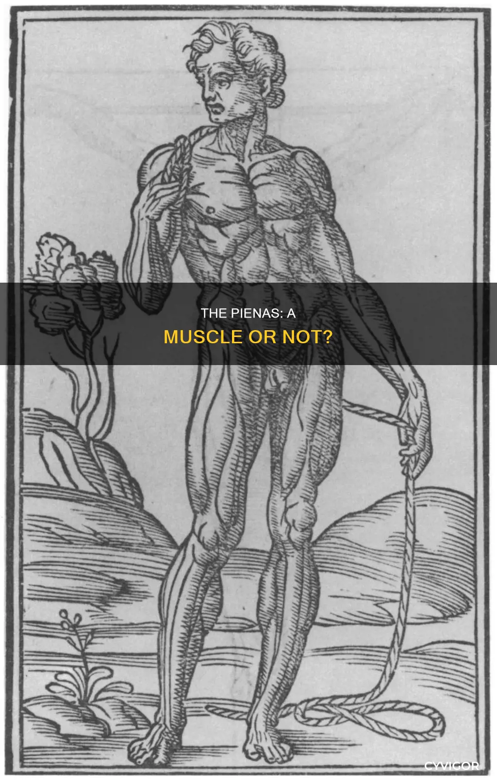 is the pienas a muscle