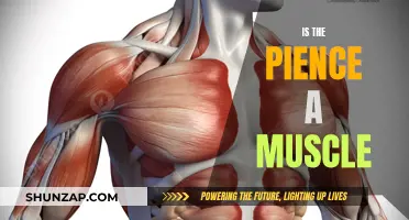 The Pience Muscle: Fact or Fiction?