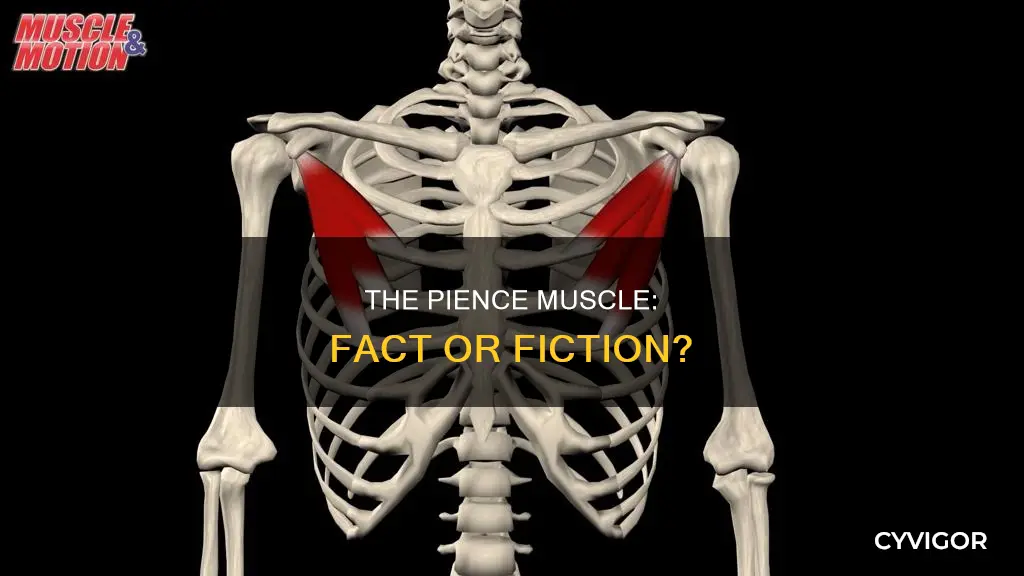 is the pience a muscle