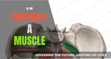 Piriformis Muscle: What You Need to Know