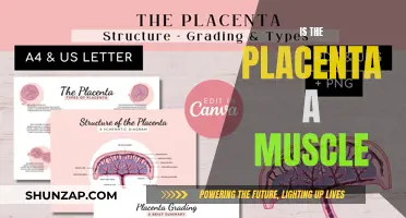 The Placenta: Muscle or Not?