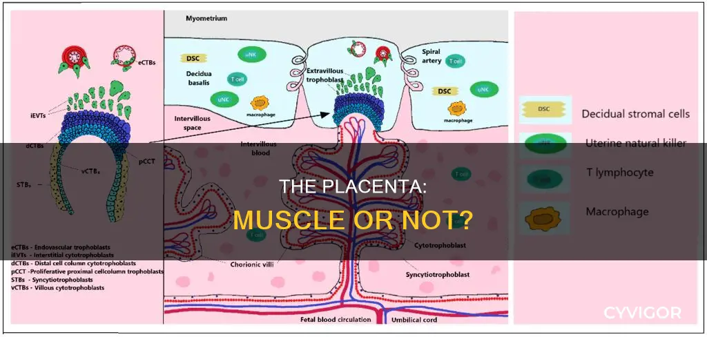 is the placenta a muscle