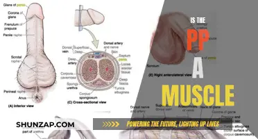 What's the Truth About the PP Muscle?
