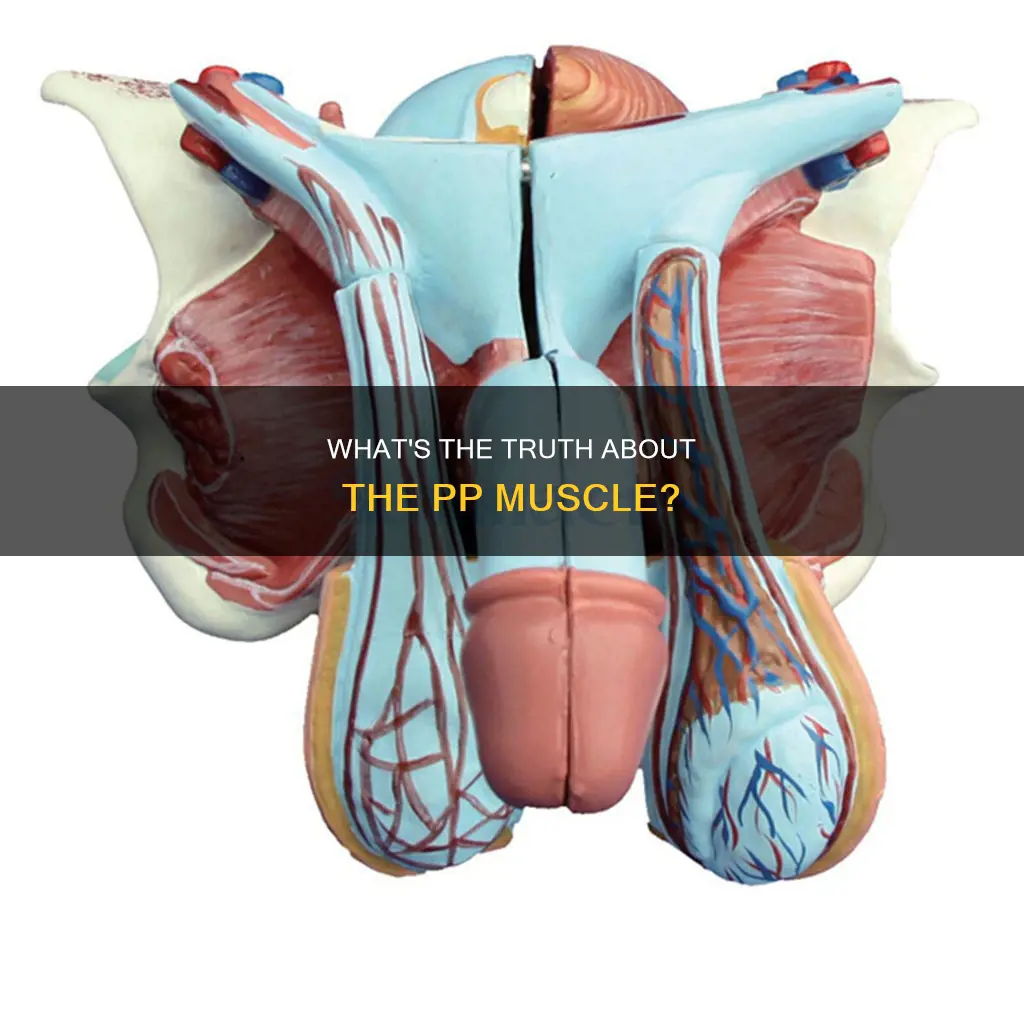 is the pp a muscle