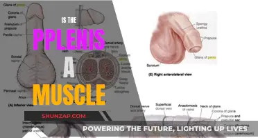 The Penis: Muscle or Not?