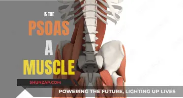 Understanding the Psoas: Is It a Muscle or Not?