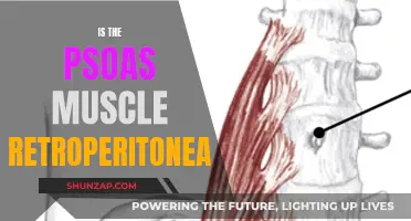 Understanding the Psoas Muscle: Retroperitoneal Anatomy and Function