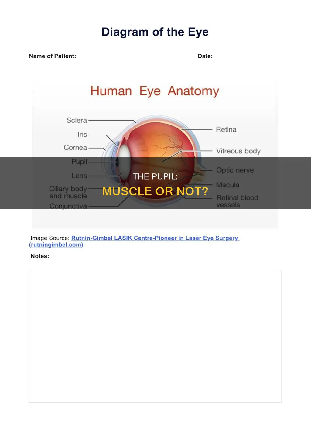 is the pupil a muscle