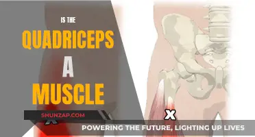 The Quadriceps: A Powerful Muscle Group