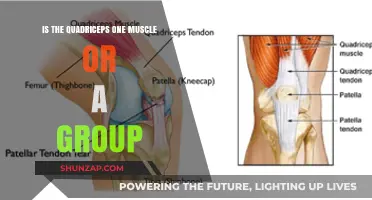 Unraveling the Mystery: Are Quadriceps One Muscle or a Group?