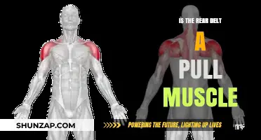 Rear Delt: Pull or Push Muscle? Unraveling the Fitness Debate
