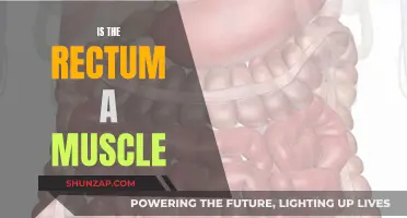 Exploring the Human Body: Is the Rectum a Muscle?
