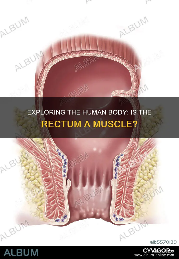 is the rectum a muscle