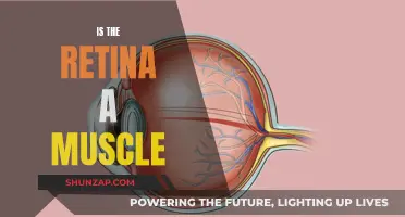 The Retina: A Muscle or Not?