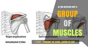 Understanding the Rotator Cuff: A Group of Muscles Explained