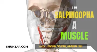What is Salpingopharyngeus? A Muscular Mystery Unveiled