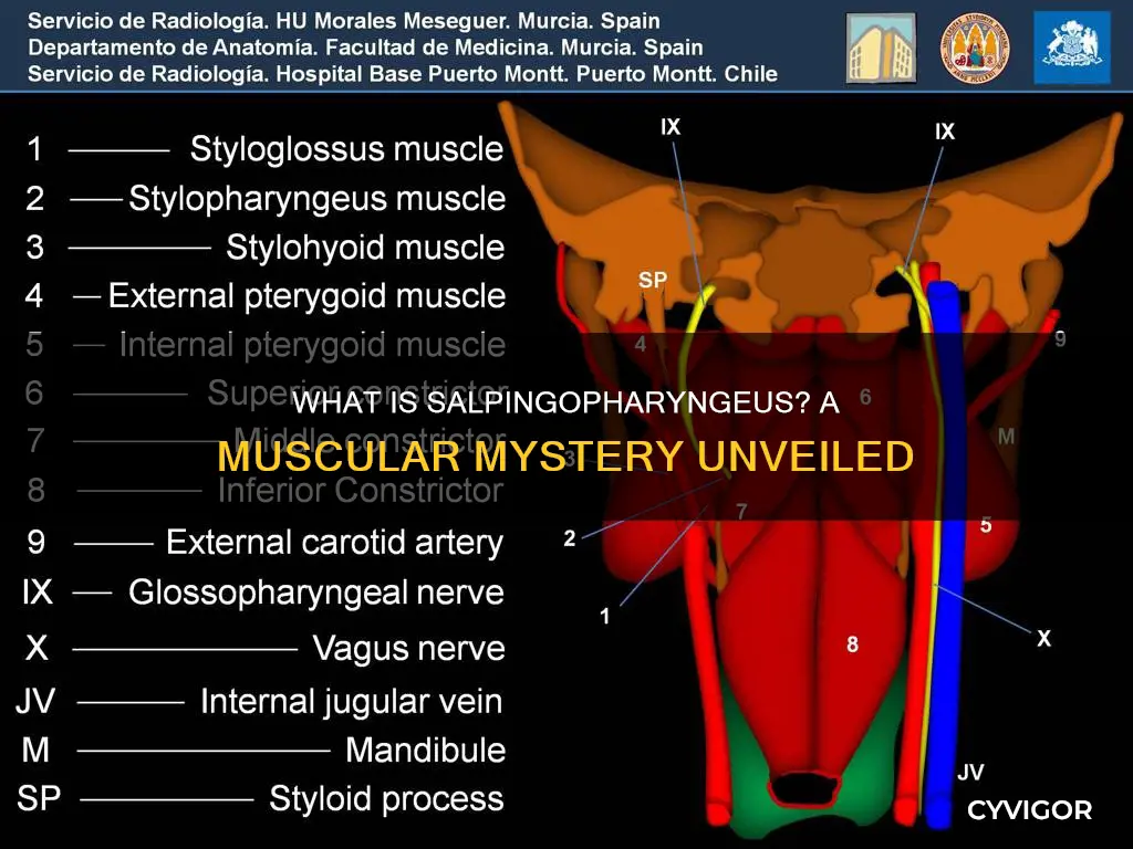is the salpingopharyngeus a muscle