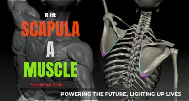 The Scapula: Muscle or Bone?