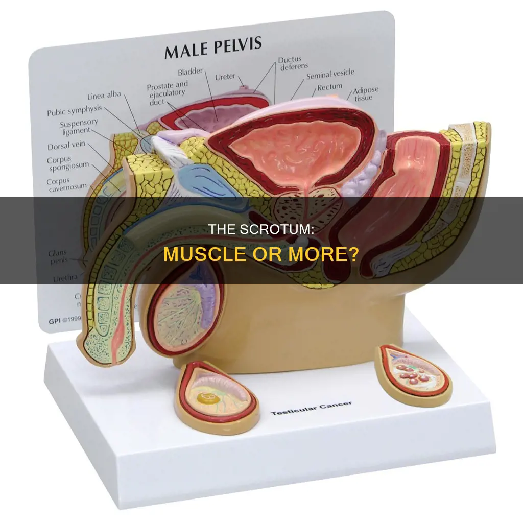 is the scrotum a muscle