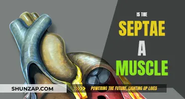 What is the Septae? Muscle or Not?