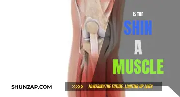 The Shin: Muscle or Bone?