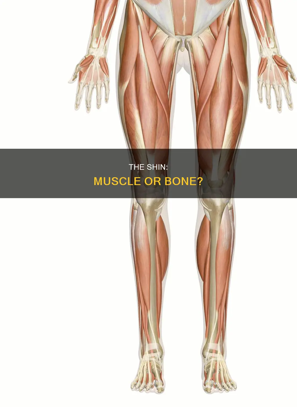 is the shin a muscle