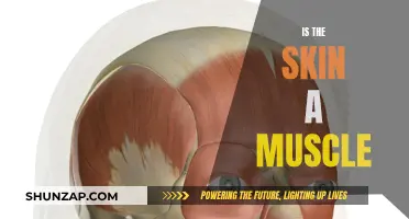 Skin and Muscle: What's the Real Difference?