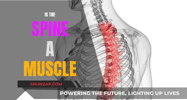 The Spine: A Muscle or Not?