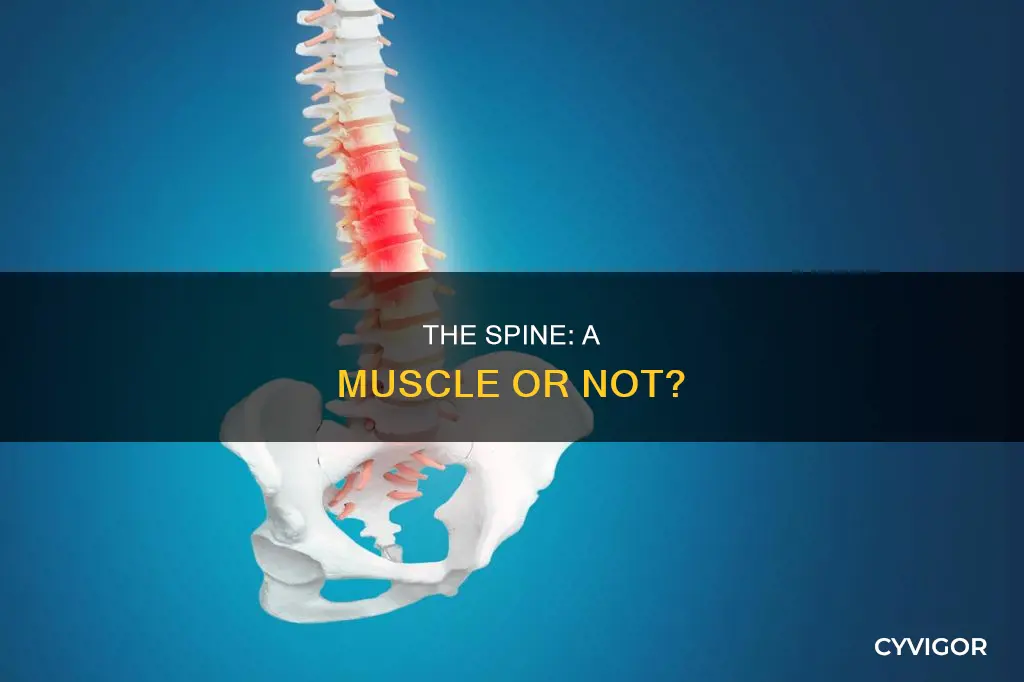 is the spine a muscle