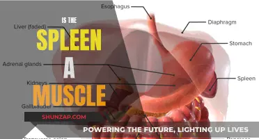 Understanding the Spleen: Muscle or Not?
