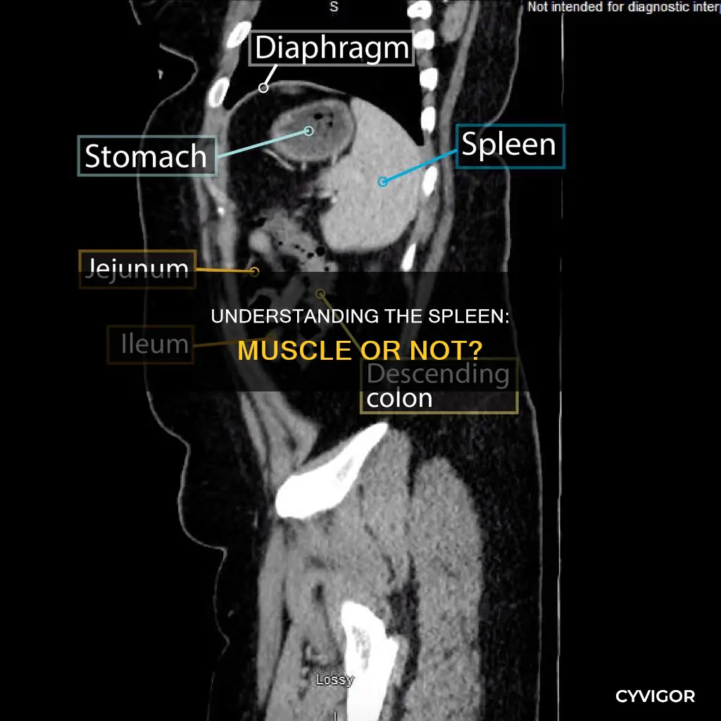 is the spleen a muscle