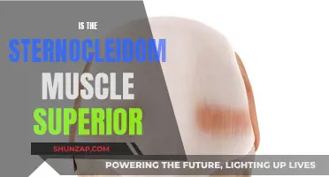 Sternocleidomastoid Muscle: Superior Strength and Functionality