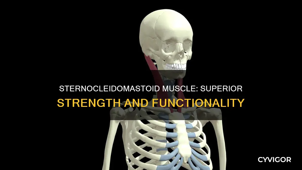 is the sternocleidomastoid muscle superior