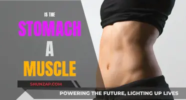 The Stomach: A Muscle or Something Else?