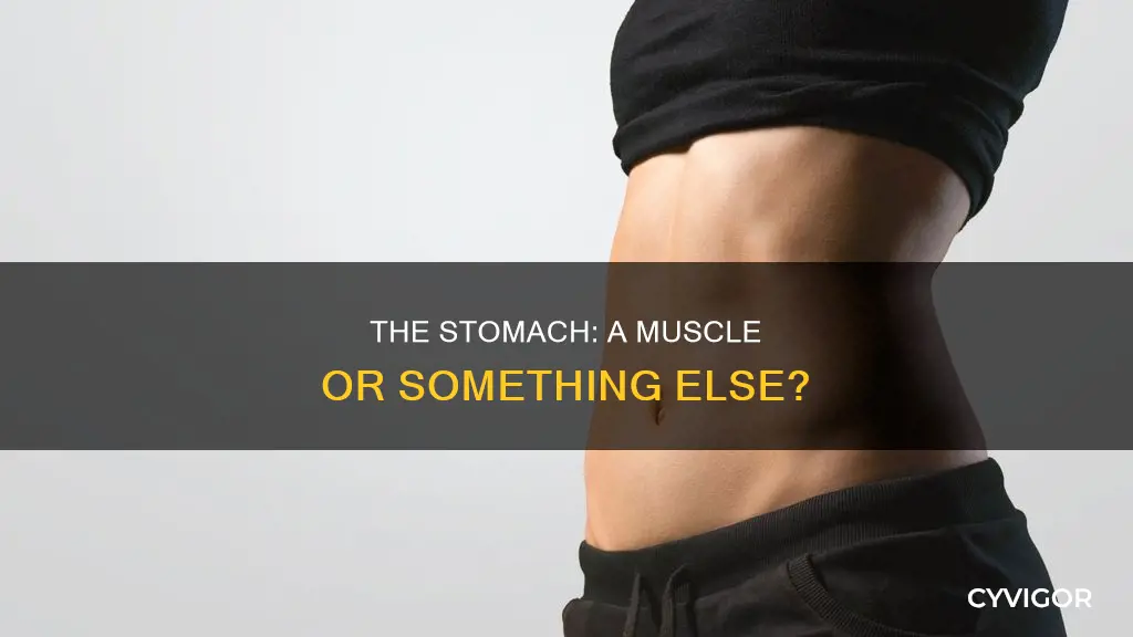 is the stomach a muscle
