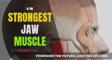 What Muscle Makes Jaws So Strong?