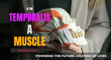 Understanding the Temporalis Muscle: What You Need to Know