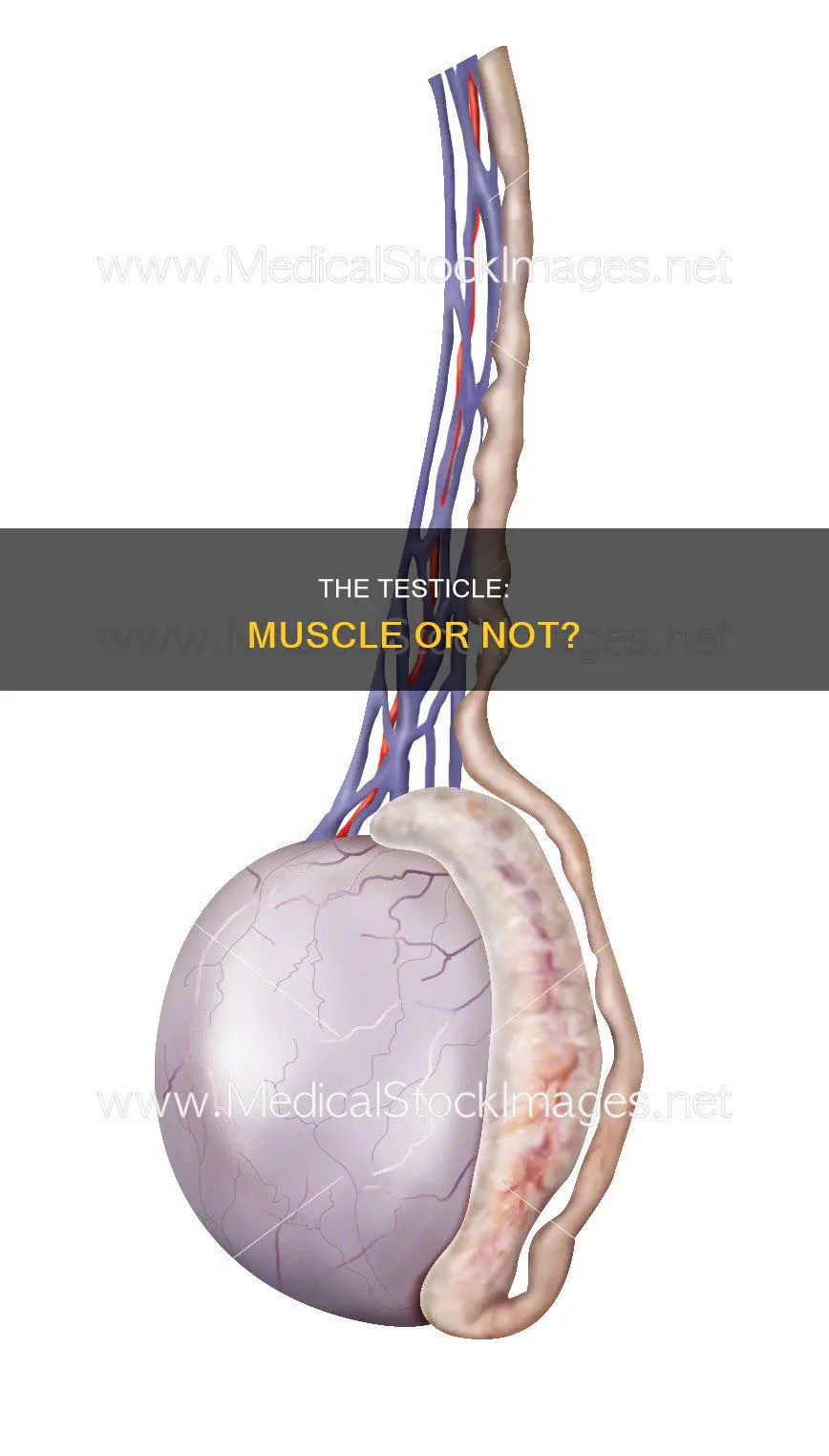 is the testicle a muscle